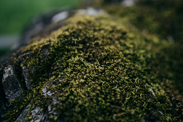 Moss on stump in the forest. Old timber with moss in the forest. 