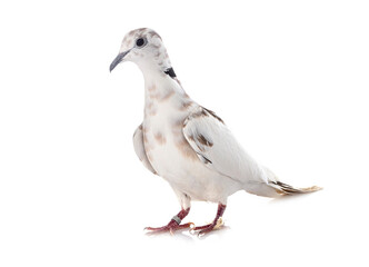 African collared dove