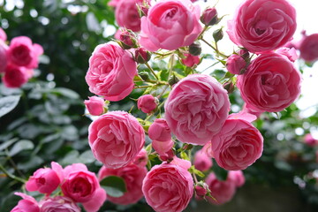 ピンク色の可愛いバラ
