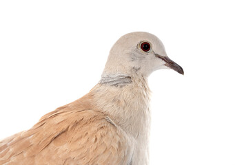 African collared dove