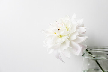Bouquet of pink and white peonies close-up on a white background space for text. flat style.Floral natural background colorful assorted bouquet. Cozy home concept. Postcard or gift for Valentine's Day