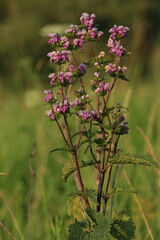 Fototapeta premium Phlomoides tuberosa, Tuberous Jerusalem sage. A Tuberous Jerusalem sage bush with pink flowers on a green meadow on a sunny summer evening. Vertical. Pink natural flower background. Wild pink flowers.