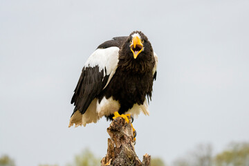 Steller's sea eagle sits on a stump against the background of blue sky. The bird of prey looks down. Open beak