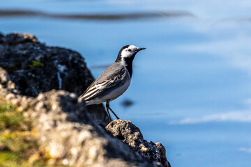The white wagtail, Motacilla alba is a passerine bird in the family Motacillidae.
