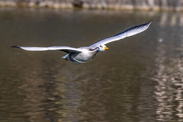 The bar-headed goose, Anser indicus flying over a lake in English Garden in Munich