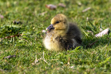 Beautiful yellow fluffy greylag goose baby gosling in spring, Anser anser