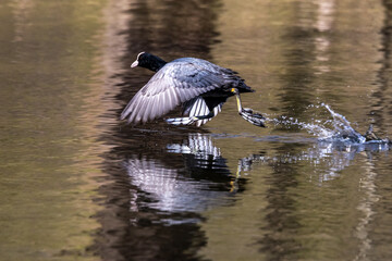 Eurasian coot, Fulica atra chasing each other by running across the water