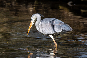 While fishing in the moving water a grey heron, Ardea cinerea successfully caught a fish.