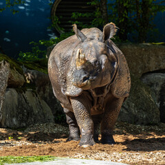 Fototapeta premium The Indian Rhinoceros, Rhinoceros unicornis aka Greater One-horned Rhinoceros