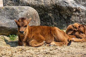 Young baby Heck cattle, Bos primigenius taurus or aurochs in a German park