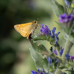 Lulworth skipper, Thymelicus acteon foraging on a flower at a meadow at Munich, Germany