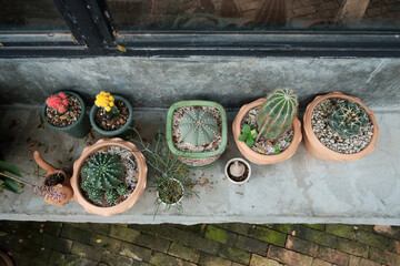 Flowerpot with variety of succulents