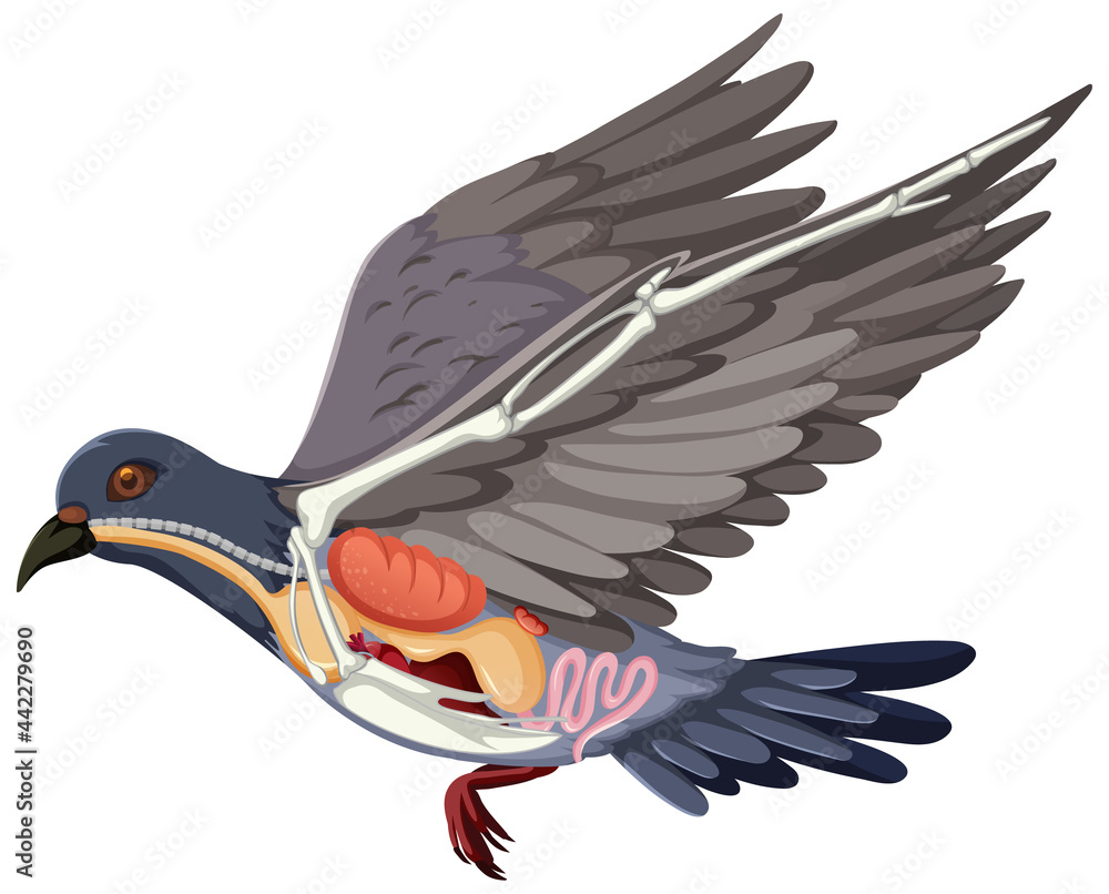 Sticker Anatomy of pigeon bird isolated on white background