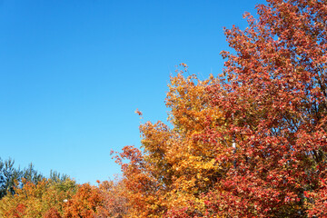 Fototapeta premium Beautiful red leaves in autumn in northern China