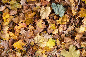 Dry yellow leaves on the ground in autumn