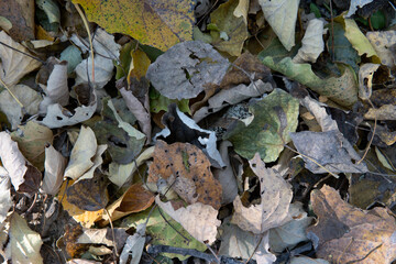 Background of dead leaves stacked on the ground