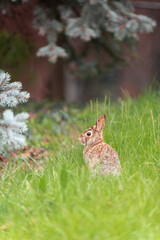 hermoso conejo silvestre en busca de alimento
