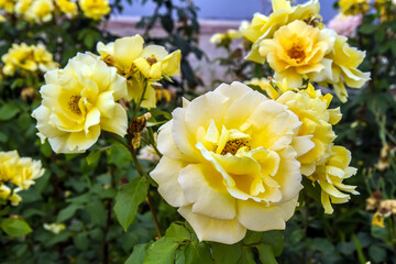 Naklejka na ściany i meble Blooming yellow roses. A flower bed with yellow roses in a city park. Natural looking flowers. 