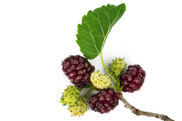 Fruits and leaf of mulberry on a white background. Studio photography of a mulberry branch. 