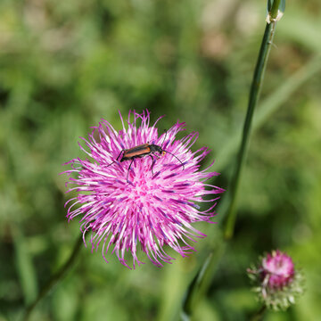 Lepture douteuse (Anastrangalia dubia) sur une fleur de chardon au bord d'un sentier de montagne bavaroise