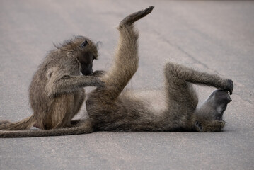 A baboon lying on its back with legs and arms in the air while being groomed by another baboon.