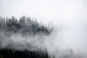 mistic scenery in an alpine forest in the bernese alps