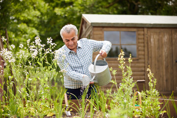 Senior Man In Garden At Home Watering Vegetables In Raised Beds