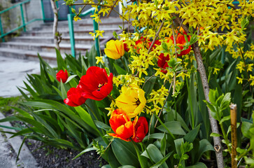 Obraz premium Beautiful tulip flowers blooming in a garden. Beauty tulip plant in the spring garden in rays of sunlight in nature. Blur background with bokeh image, selective focus