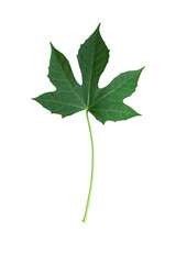 Fototapeta premium Green leaf isolated on white background