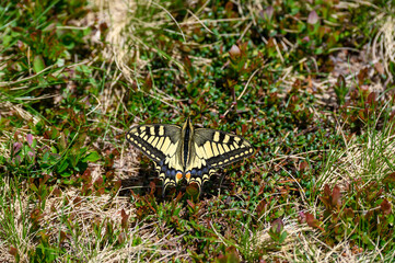 swallowtail butterfly in an alpine meadow in the Bernese Alps