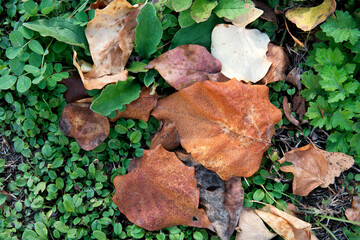Withered yellow leaves falling on the green grass
