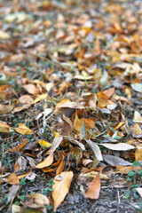 Autumn golden leaves cover the ground