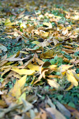 Autumn golden leaves fall all over the ground