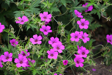 Hardy Geranium patricia 'brempat' in flower