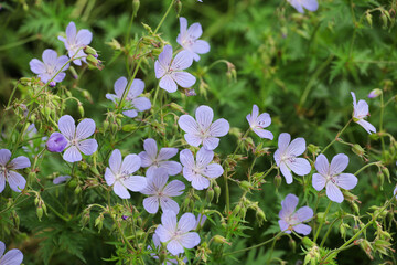 Geranium pratense 'Mrs kKendall Clark' in flower