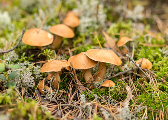 natural forest background, wild mushroom in the forest, traditional forest background with grass, moss, lichens and dry branches, autumn forest texture
