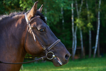 Portrait of a horse in a bridle on a sunny summer day.