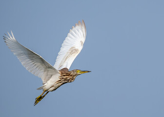 Pond Heron Taking off for flight