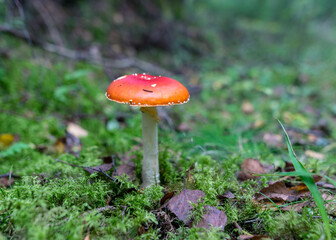 Wild mushroom in the forest, traditional forest background with grass, moss, lichens and dry branches, autumn forest texture, autumn