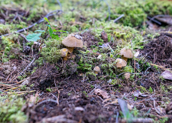 Wild mushroom in the forest, traditional forest background with grass, moss, lichens and dry...
