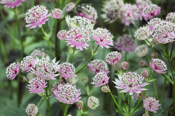 Astrantia masterwort 'buckland' in bloom