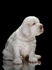 sweet newborn puppy . Clumber spaniel dog on black