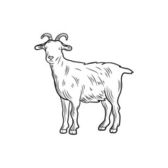 Vector goat sketch, outline illustration, farm animal isolated on white background, black lines.
