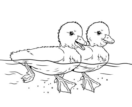 Ducklings while swimming. Cartoon with domestic fowl. Digital drawing with bird. Template for children to paint.	