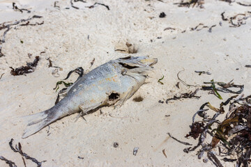 Dead fish on the beach. Fish and seaweed on white sand. Marine life. Global warming danger. Ocean pollution concept. Wildlife and ecology problem. 