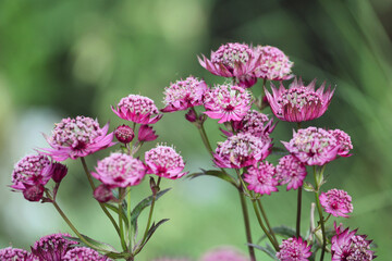 Astrantia masterwort major 'Roma' in bloom