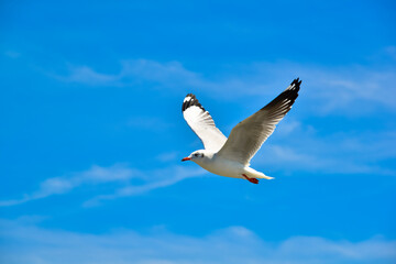 Single seagull flying in a sky as a background
