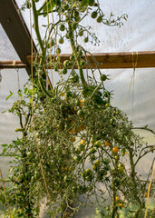 bunches of small cherry tomatoes in a film greenhouse, autumn