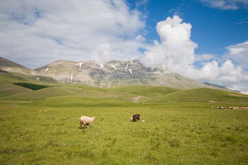 Panoramic view of Vettore mountain with sheeps in the Pian Piccolo, Italy