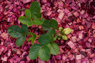 Strawberry sprouts green plant with white berries on red wooden background. High quality photo